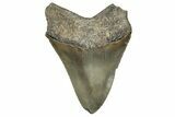 Serrated, Fossil Megalodon Tooth - North Carolina #340873-1